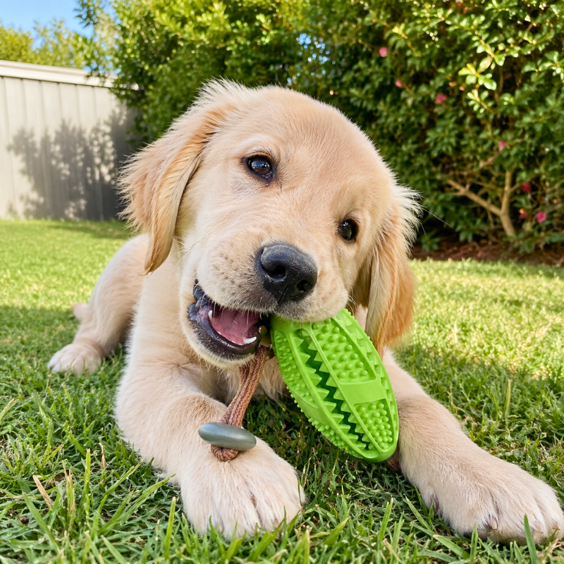 ActivePaws™ Dog Chew Toys