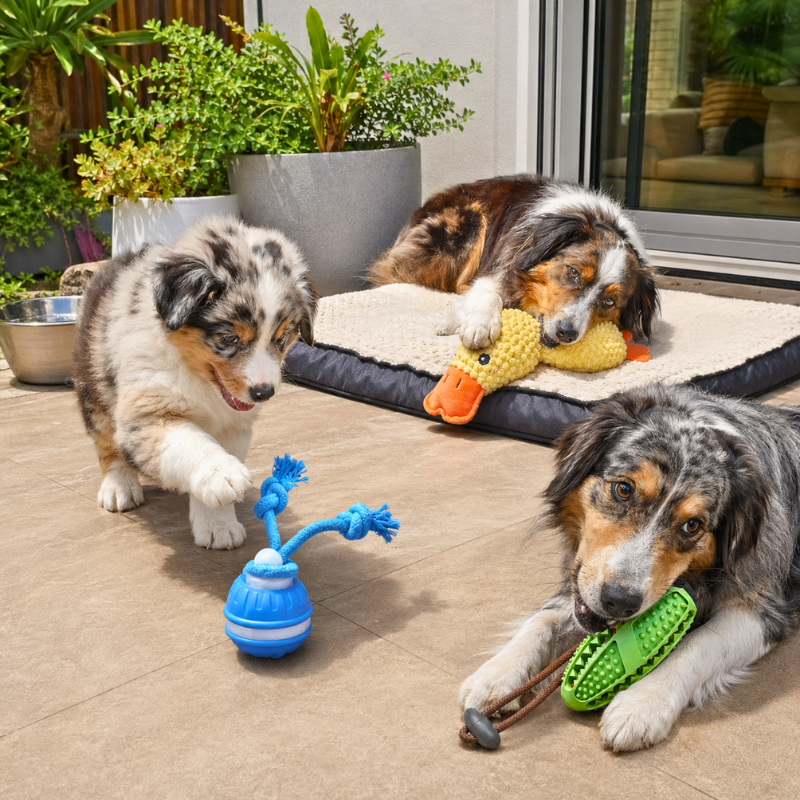 ActivePaws™ Daily Doggo Essentials Bundle